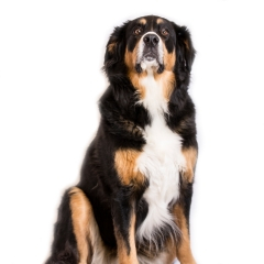 <b>Ronja</b>